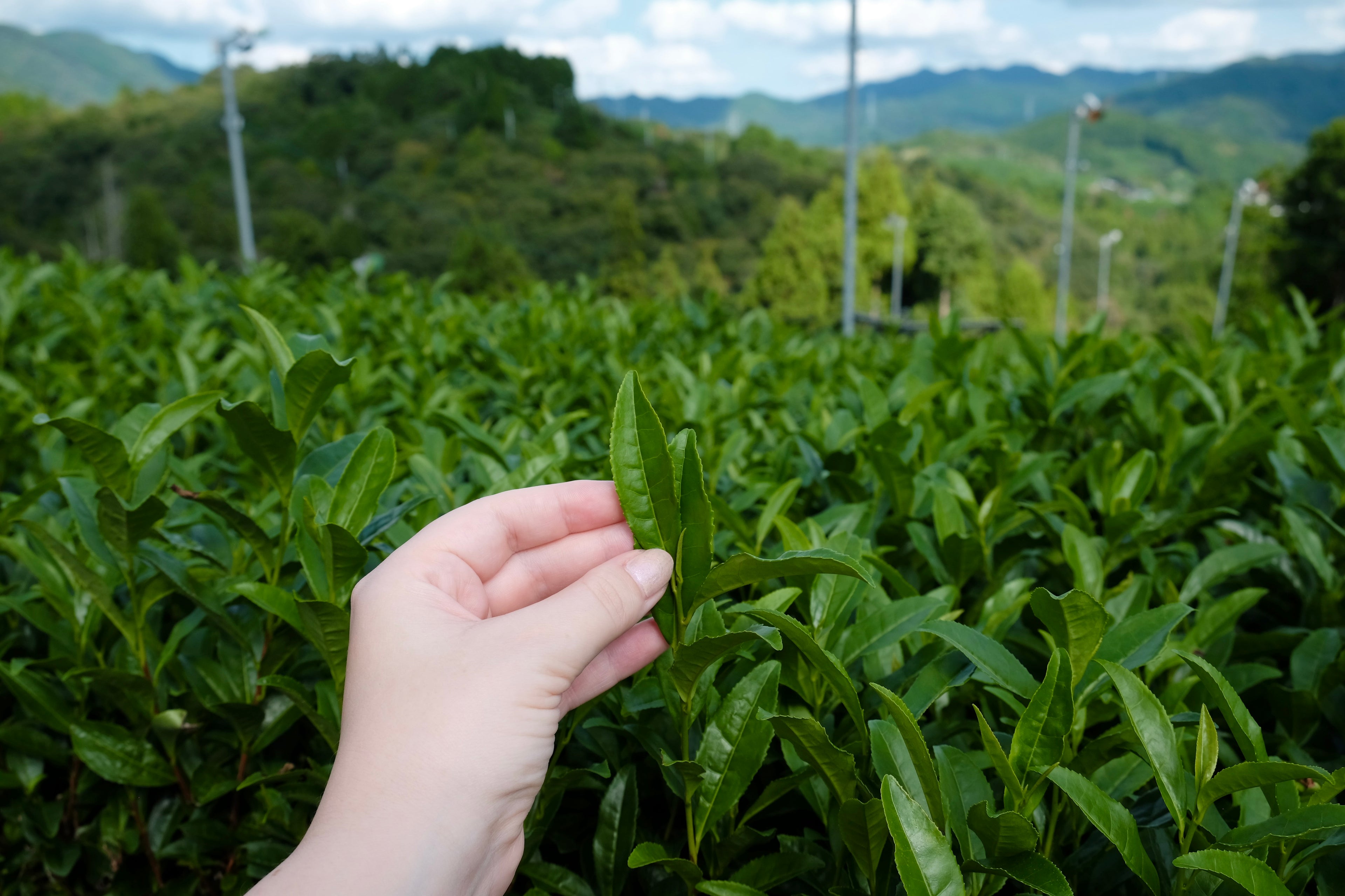 matcha japanese tea leaf